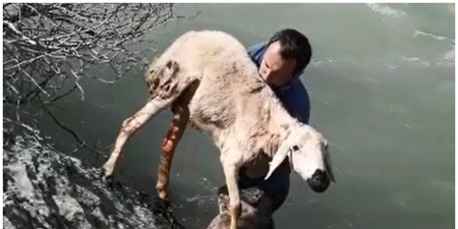 Çaya düşen koyunu öğretmen kurtardı