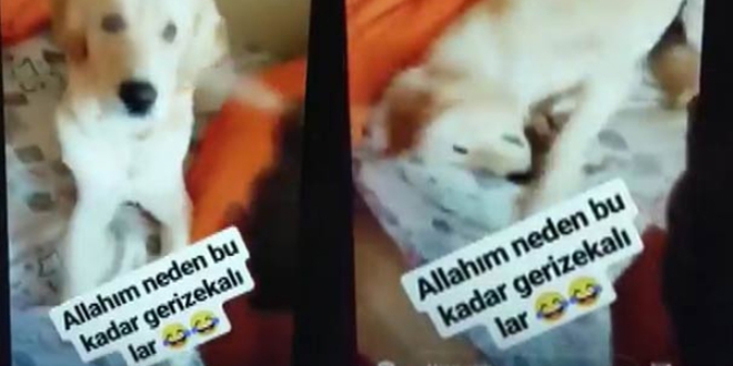 İzleyen çıldırdı! Köpeğe bunu yaptı bir de paylaştı