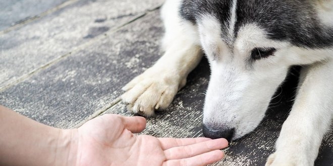 Kpekler kan rneinde kanseri koklayarak tespit etti