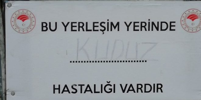 Ktahya'da kuduz karantinas