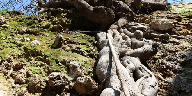 Bu incir aac grenleri artyor