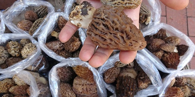 Kuzugöbeği mantarı kilosu 100 TL'den satılıyor