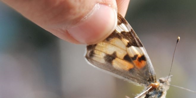 Kelebeklerin göçü görenleri şaşırttı