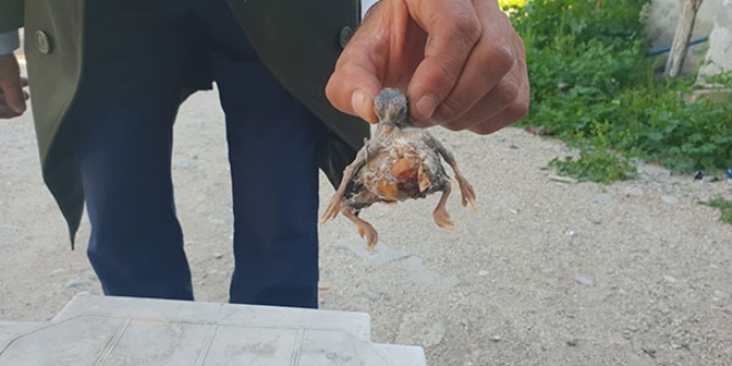 Dört bacaklı civciv bir gün yaşadı