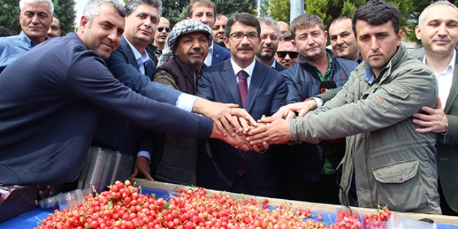 İlk kiraz 250 liradan satıldı