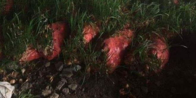 Soğan fiyatları el yakarken, bu görüntü kafa karıştırdı