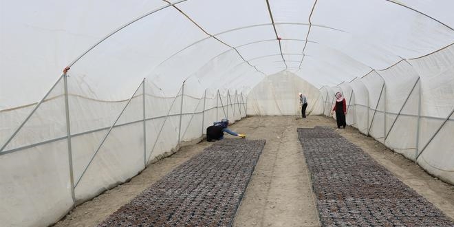 Yozgat'ta 6 eit yerli patates tohumu ekildi