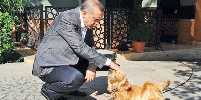 Düzenleme geliyor, hayvana işkenceye sıfır tolerans