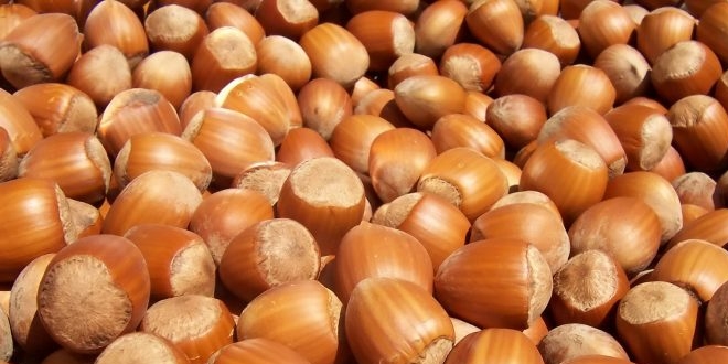 Fındık için en büyük tehlike kahverengi kokarca