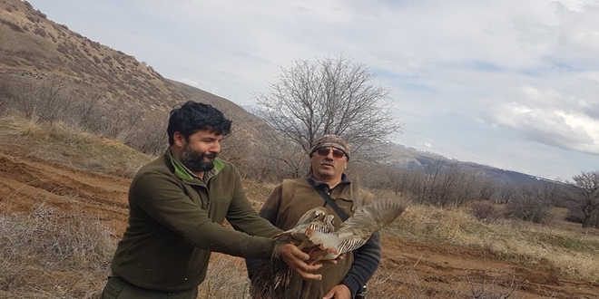 Divriği'de keklikler markalandı