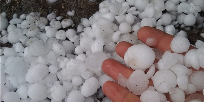 Dolu tarm alanlarna zarar verdi