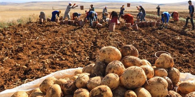Çukurova'da turfanda patates hasadına başlandı