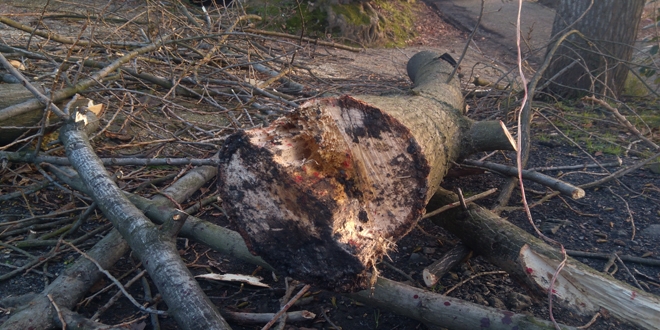 Kestii aacn altnda kalan bir kii hayatn kaybetti