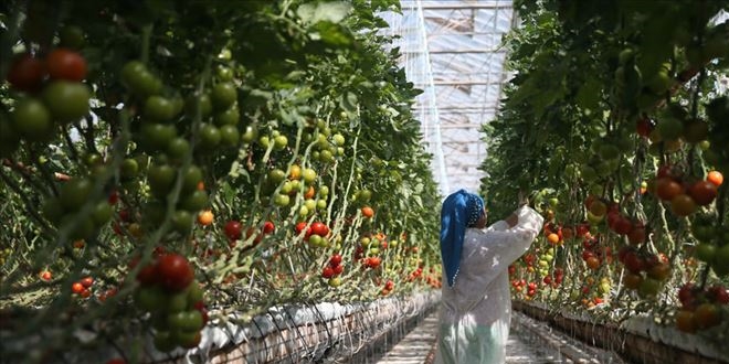 Türk seracıları gözünü Avrupa'ya dikti