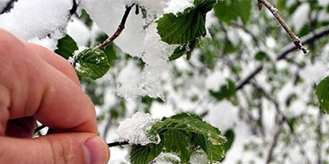 Karadenizli çiftçilere 'zirai don' uyarısı