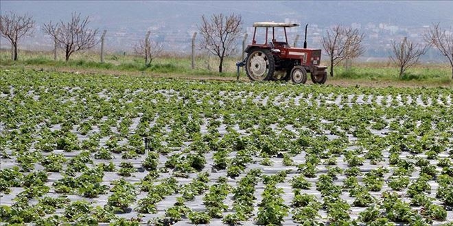 ilek fidelerinin yzde 60' Kayseri'de filizleniyor