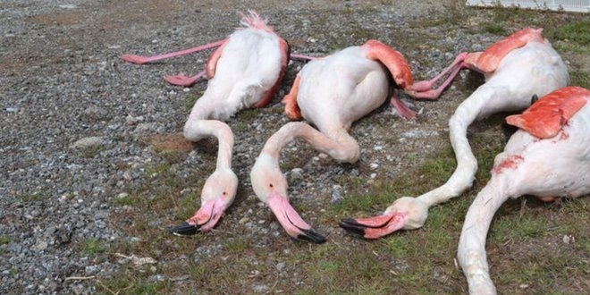 Aksaray'da  flamingo katliam