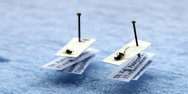 Kahramanmara'ta iki yeni bcek tr bulundu