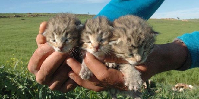 Diyarbakr'da bir yetikin ve 3 yavru leopar grld