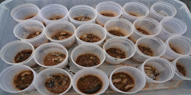 Kahramanmara'ta 'terminatr bcek'ler i banda