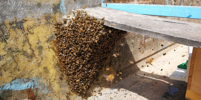 Yzlerce ar firar etti