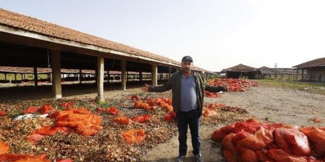 Polatlı'da tonlarca çürümüş soğan doğaya atıldı