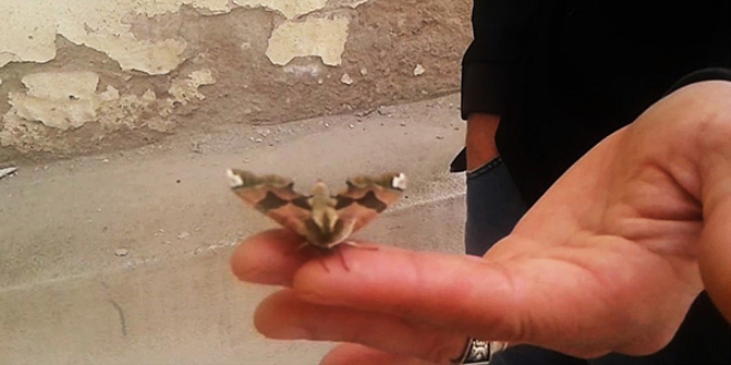Tekirdağ'da görülen kelebek hayrete düşürdü