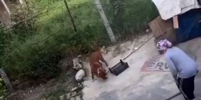 Köpekle kavga eden kadına tepki yağdı