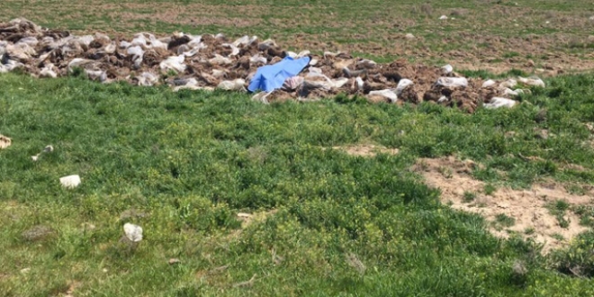 Mantar toplamaya gitti, ölü bulundu
