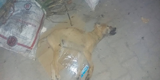 Köpeği yaralayıp çöpe attı, 'Tavuklarıma saldırdı' dedi