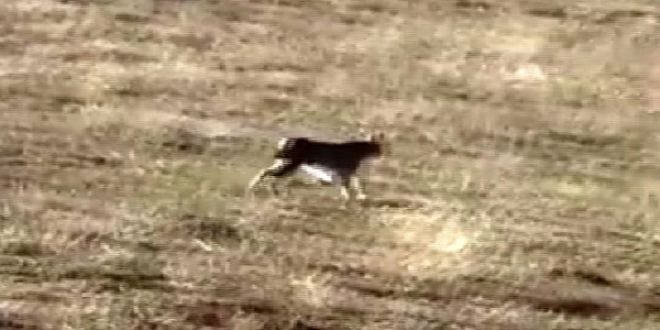 Nadir görülüyordu, 3'ünü bir arada görüntüledi
