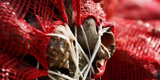 Balklar yzn 'salyangoz'a dnd