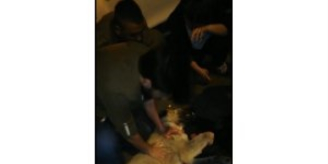 Çarptığı köpeği hayata döndürmek için her şeyi yaptı, başaramadı