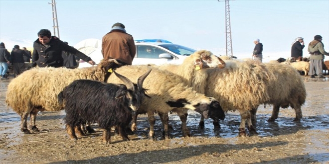 Van'dan Katar'a koyun ihraç edildi