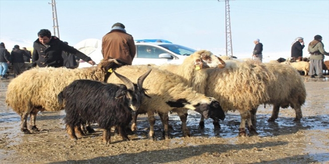 Van'dan Katar'a koyun ihra edildi