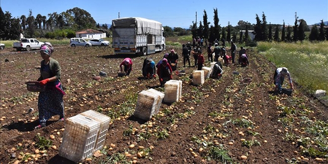 Turfanda patates üreticinin yüzünü güldürdü