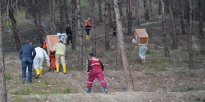 Kırmızı karıncalar 'yeni görev yerlerine' taşındı