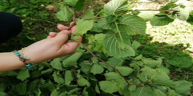 Fındığı fırtına vurdu