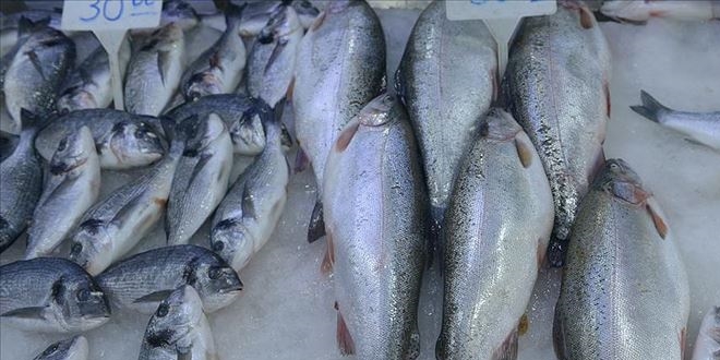 Tezgahlar kültür balıklarına kaldı