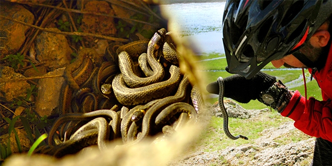 Brezilya'nn 'ylan adas' deil Yksekova