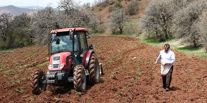 Kuşlar aç kalmasın diye tarlaları ekiyorlar