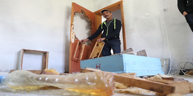 Bal arayan ayılar evlere zarar verdi
