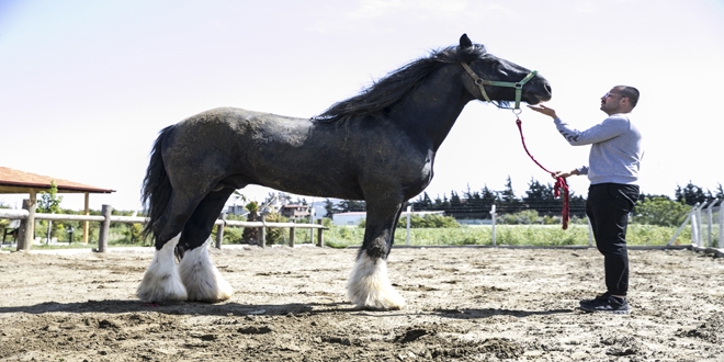 Bin 200 kilogramlık at görenleri şaşırtıyor