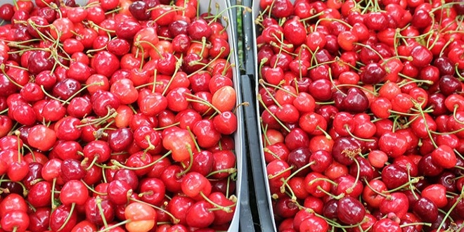 Antalya'da erkenci kirazın hasadı başladı