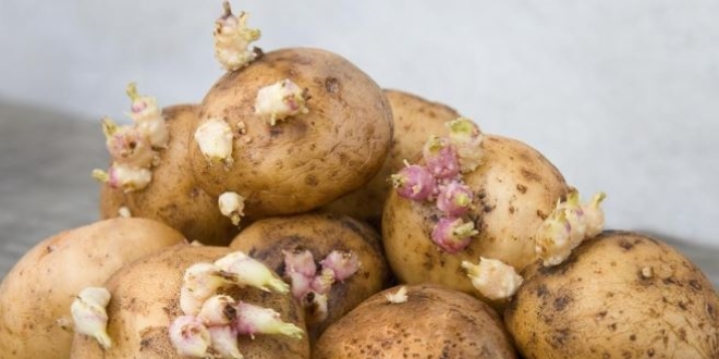 Filizlenen patatese dikkat! ldrebilir