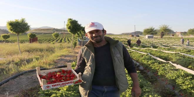 Yaylada ilei Rusya'ya ihra edilecek