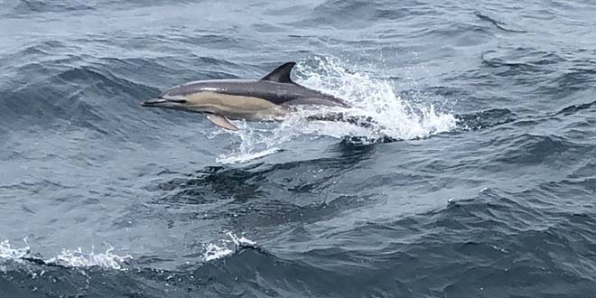 Deniz Kurdu tatbikatnda yunus balklar, sava gemileri ile yart