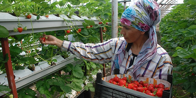Karadeniz'in en büyük topraksız çilek tesisini kurdu