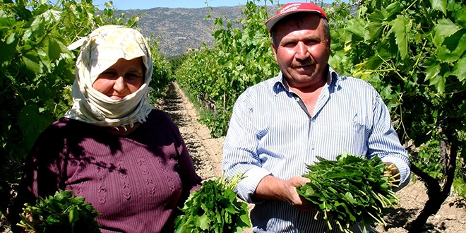Bağ yaprağı üzümden daha karlı