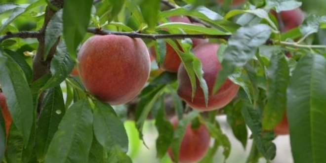Kuadas'nda retiliyor! Dnyaya ihra ediliyor